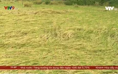 Cần Thơ: Hàng ngàn ha lúa bị lên mọng trên đồng
