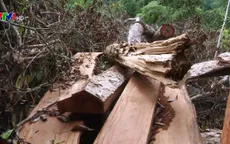 Thực tế buồn ở Bắc Kạn: Cả thôn rủ nhau... phá rừng