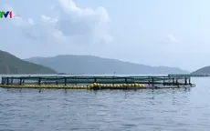 Phát triển nuôi biển tạo sinh kế mới cho ngư dân