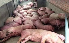Quảng Bình: Đề xuất hỗ trợ 25.000 đồng/kg lợn mắc dịch tả phải tiêu hủy