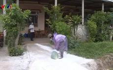 Nguy cơ bùng phát dịch tả lợn châu Phi ở vùng cao Quảng Trị do giấu dịch