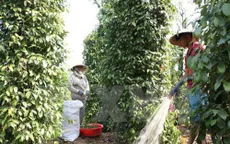 HTX đầu tiên xuất khẩu hạt tiêu sang châu Âu