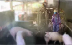 Phú Yên ngăn chặn tả heo Châu Phi sau khi xuất hiện ổ dịch