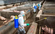 Giá thịt lợn tại Trung Quốc có thể tăng đến 70%