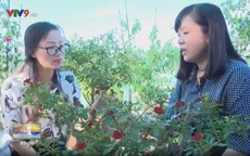 Sân thượng của những đóa hồng