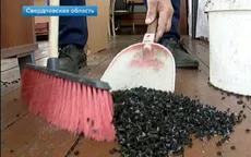 Dịch ruồi lên tới hàng triệu con tấn công Ural, Nga
