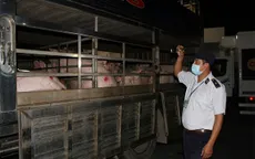 TP.HCM lập thêm 2 chốt kiểm dịch động vật liên ngành tạm thời