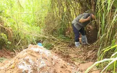Cần Thơ thiếu nơi tiêu hủy lợn nhiễm bệnh
