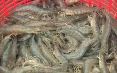 Trà Vinh: Giá tôm giảm từ 10.000 - 15.000 đồng/kg
