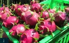 Xuất khẩu thanh long chính ngạch: Nông dân có sẵn sàng thay đổi phương thức sản xuất?