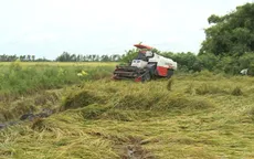 Giải pháp giảm thiệt hại vụ lúa hè thu