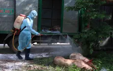 Hỗ trợ người vay bị thiệt hại do dịch tả lợn