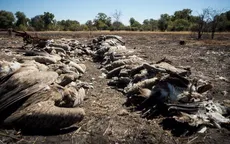 Botswana: Hơn 500 con kền kền chết do bị đầu độc