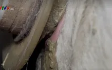 Video lên án ngược đãi động vật ở Pháp