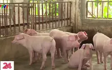 Lần đầu tiên Lào phát hiện dịch tả lợn châu Phi