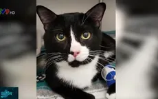 Mèo sống sót sau khi bị quay trong máy giặt 30 phút