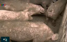 Tiêu hủy lợn bệnh tại trang trại chăn nuôi quy mô lớn ở Đồng Nai