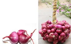 Bảo hộ chỉ dẫn địa lý "Vĩnh Châu" cho hành tím
