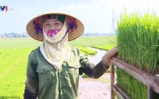 Hiệu quả từ mô hình gieo mạ khay, cấy máy ở Vĩnh Phúc