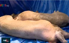 Nhiều khó khăn trong xử lý dịch tả lợn châu Phi quy mô đàn lớn