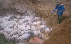 Ngăn chặn vụ mổ lợn dịch tả lợn châu Phi đem bán