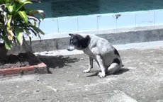 Cà Mau: Khẩn trương phòng chống bệnh dại