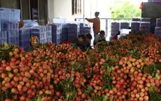 Doanh thu vải thiều Lục Ngạn phá vỡ mốc kỷ lục hơn 60 năm qua