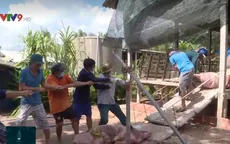 Những "chiến sỹ xung kích" dập dịch tả lợn châu Phi ở Đồng Tháp