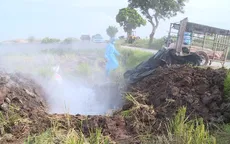 Tiêu hủy hơn 8 tấn lợn bị dịch tả châu Phi ở Bình Phước