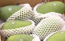Mộc Châu đặt mục tiêu xuất khẩu từ 400 - 500 tấn xoài sang Trung Quốc