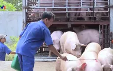 Người chăn nuôi muốn bán tháo đàn lợn vì sợ dịch tả