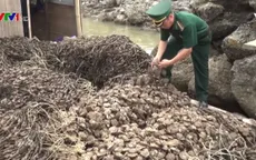 Quảng Ninh bắt giữ 30.000 dây hàu giống nhập lậu