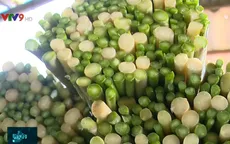 Thu nhập tăng gấp 10 lần với măng tây trên vùng đất khô hạn Ninh Thuận