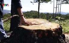 Bắt quả tang một đối tượng phá rừng thông bằng thuốc độc