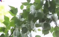 Người dân Moskva khổ với “tuyết mùa hè”