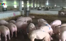 Nhiều địa phương không phát sinh thêm lợn bệnh