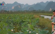 Đầm sen An Phú, Hà Nội  - Địa điểm hấp dẫn du khách mỗi độ hè về