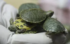 Áo ngực cũ có thể cứu sống rùa