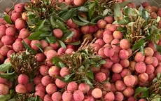 Tái diễn luật ngầm ở thủ phủ vải thiều Bắc Giang - Nỗi uất ức của người dân