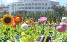 Cây cảnh từ len