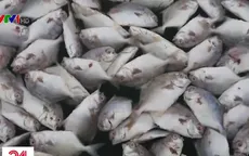 Người dân vây nhà máy nghi xả thải khiến cá chết hàng loạt ở Vũng Tàu