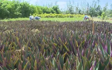 Khu vườn dược liệu lớn nhất tại miền Trung