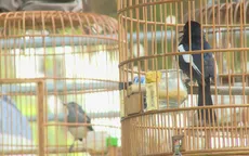 Thú vui chim chọi