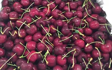 Cherry Mỹ ồ ạt về Việt Nam với giá rẻ