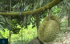 Tham gia tổ hợp tác, người trồng sầu riêng đổi đời