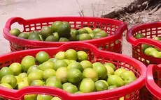 Vườn chanh không hạt, mỗi năm thu cả chục tỷ đồng