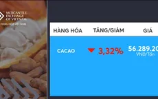 Giá cacao hợp đồng kỳ hạn tháng 9/2019 giảm mạnh