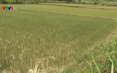 Vụ lúa Hè Thu ở các tỉnh miền Trung thiếu nước nghiêm trọng do hạn hán