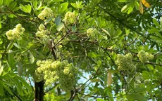Hà Nội di dời cây hoa sữa ra ngoại thành