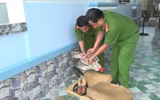 Xoá sân đá gà giữa khu đất trống tại Cà Mau